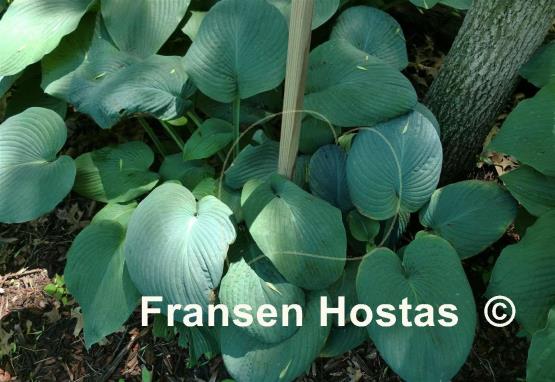 Hosta Am I Blue